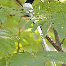 Tchitrec de paradis