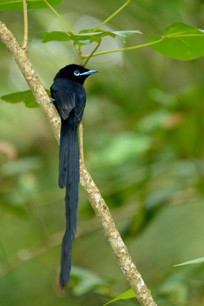 Seychelles Paradise Flycatcher male adult