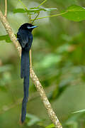 Seychelles Paradise Flycatcher