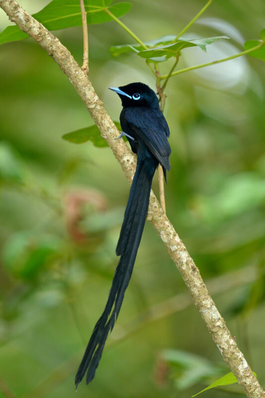 Seychelles Paradise Flycatcher male adult