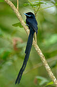 Seychelles Paradise Flycatcher