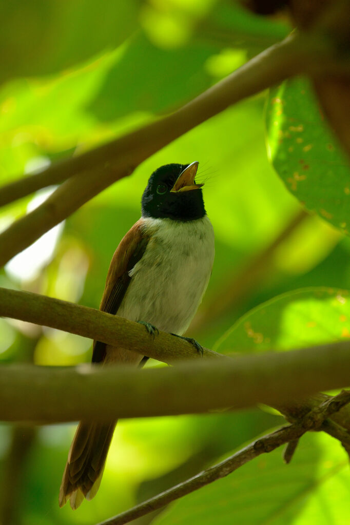 Seychelles Paradise Flycatcher female adult