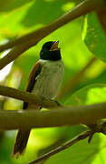 Seychelles Paradise Flycatcher