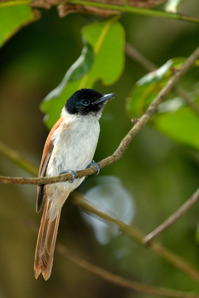 Seychelles Paradise Flycatcher female adult, close-up portrait