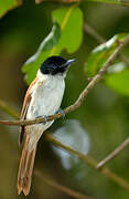 Seychelles Paradise Flycatcher