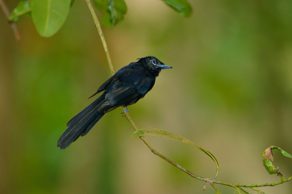 Seychelles Paradise Flycatcher male immature