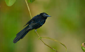 Seychelles Paradise Flycatcher