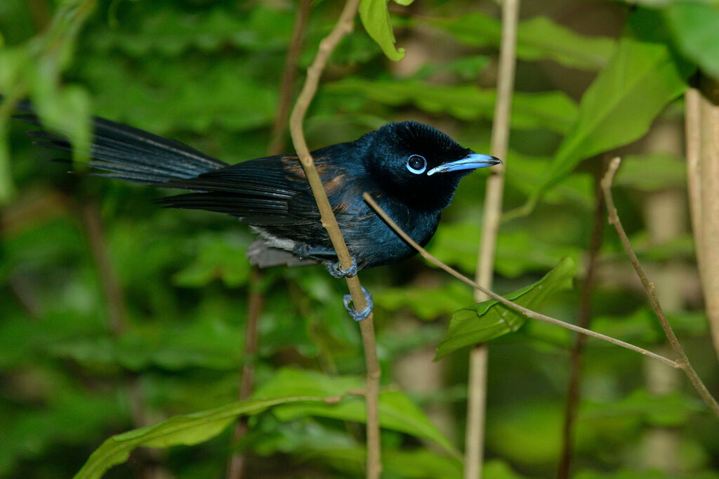 Seychelles Paradise Flycatcher male immature