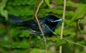 Seychelles Paradise Flycatcher