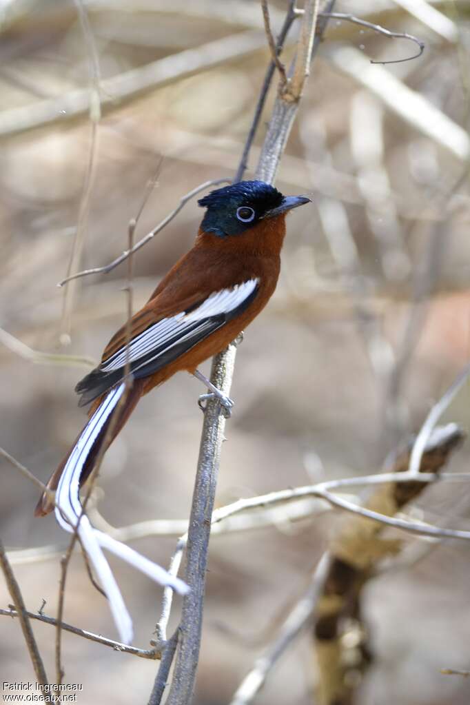 Malagasy Paradise Flycatcher male adult breeding, identification