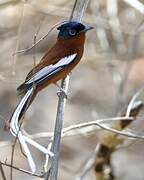 Malagasy Paradise Flycatcher