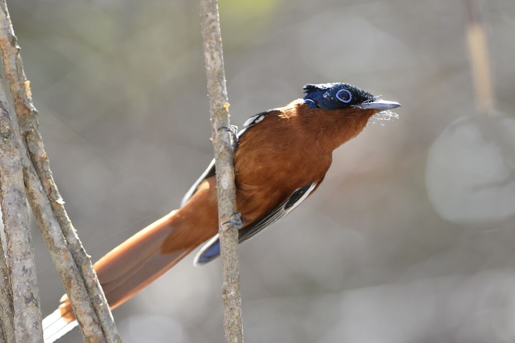 Malagasy Paradise Flycatcher male adult breeding