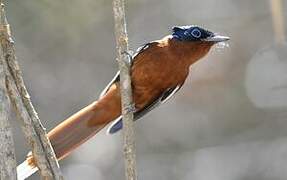 Malagasy Paradise Flycatcher