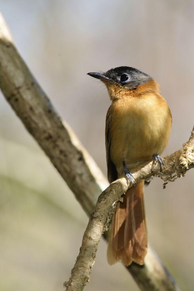 Malagasy Paradise Flycatcher female subadult