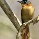 Tchitrec malgache