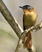 Malagasy Paradise Flycatcher