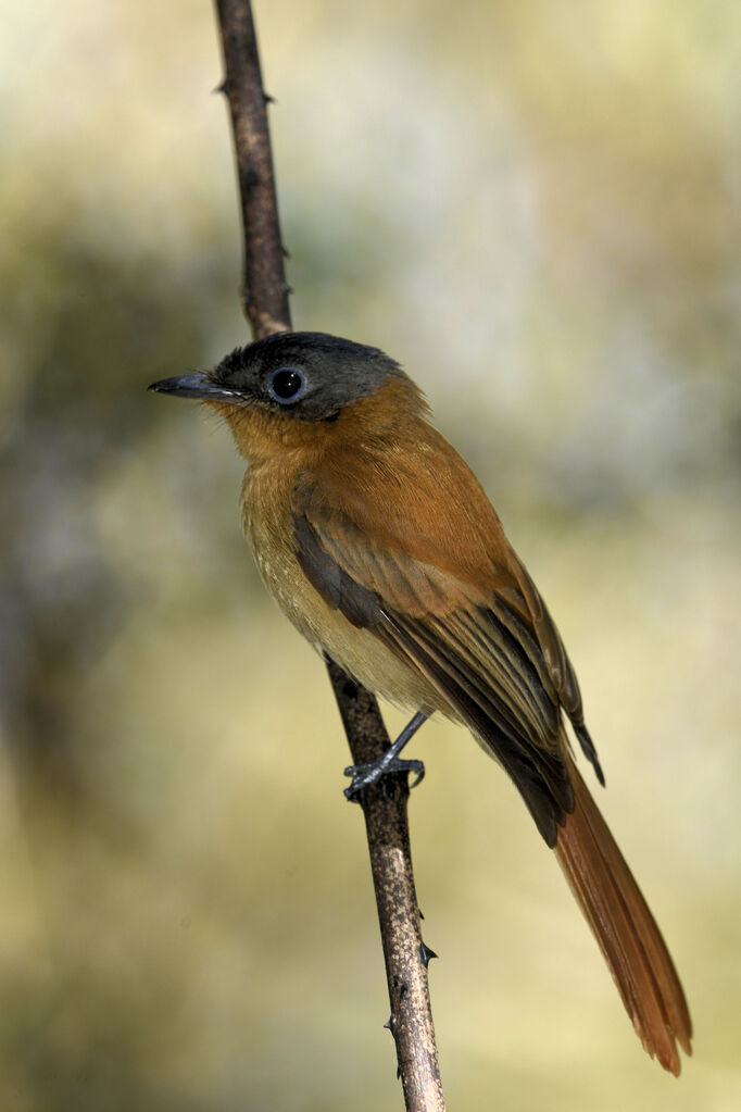 Malagasy Paradise Flycatcher