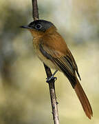 Malagasy Paradise Flycatcher