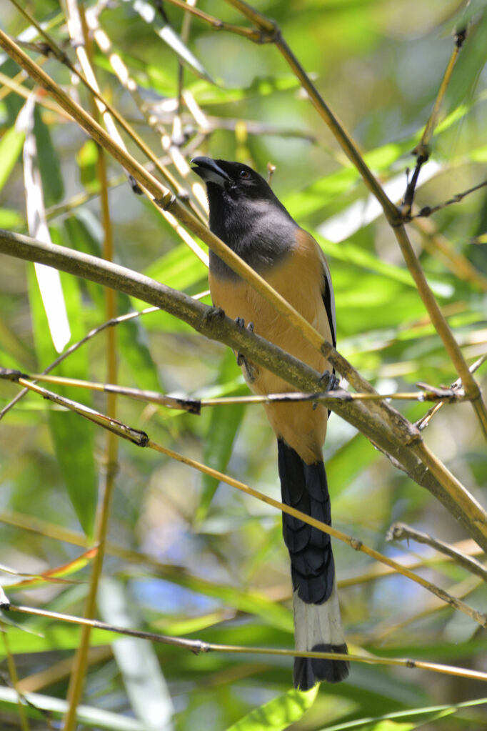 Rufous Treepieadult