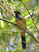 Rufous Treepie