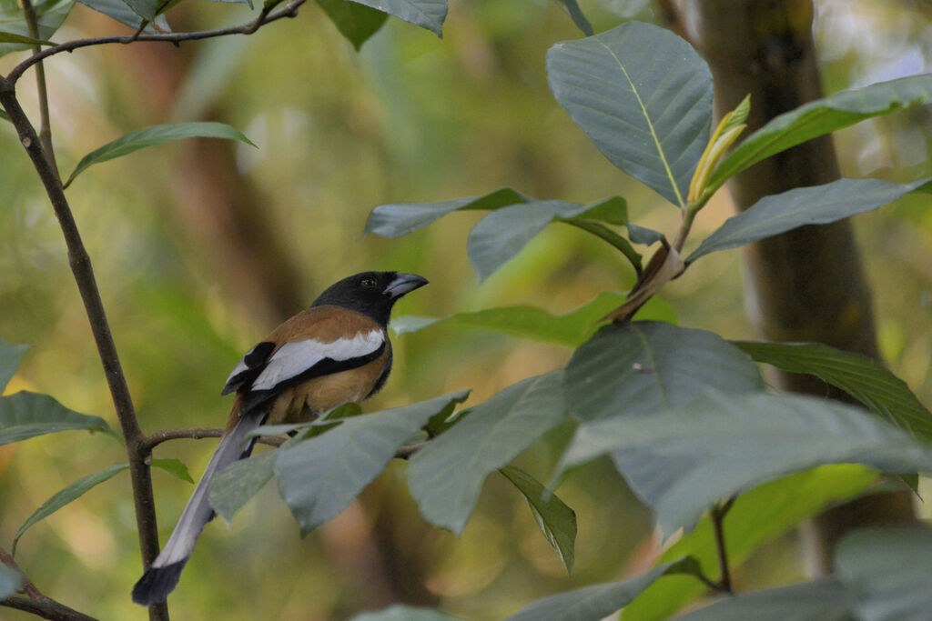 Rufous Treepieadult