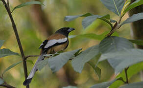 Rufous Treepie