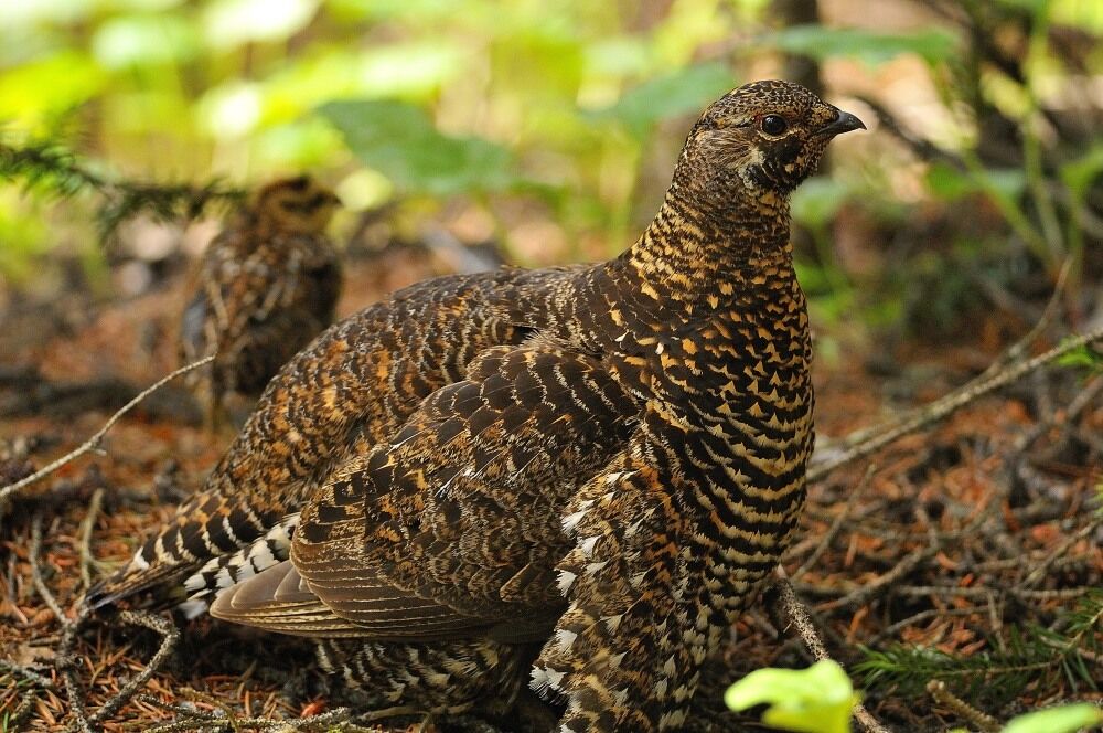 Spruce Grouse female adult