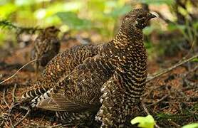 Spruce Grouse