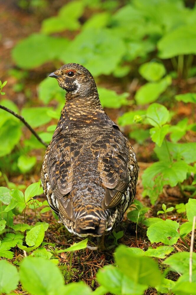 Spruce Grouse