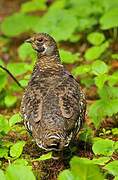 Spruce Grouse