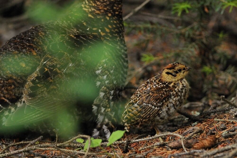 Spruce Grousejuvenile