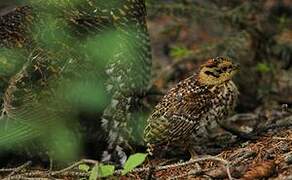 Spruce Grouse