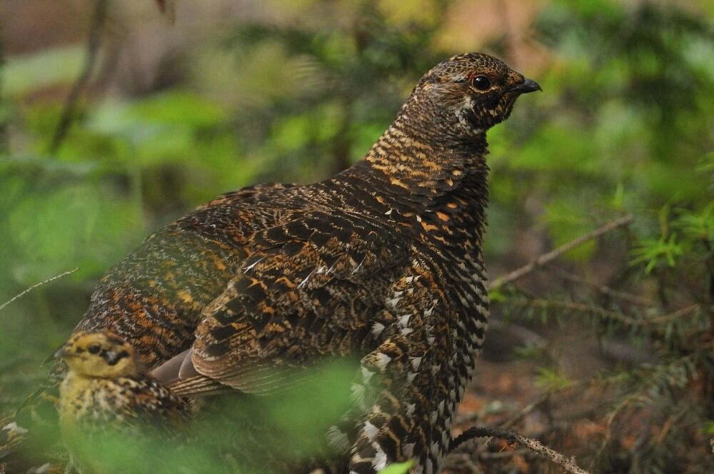 Spruce Grouse