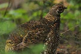 Spruce Grouse