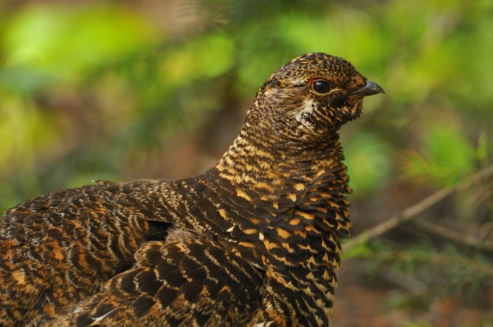 Spruce Grouse female adult