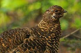 Spruce Grouse