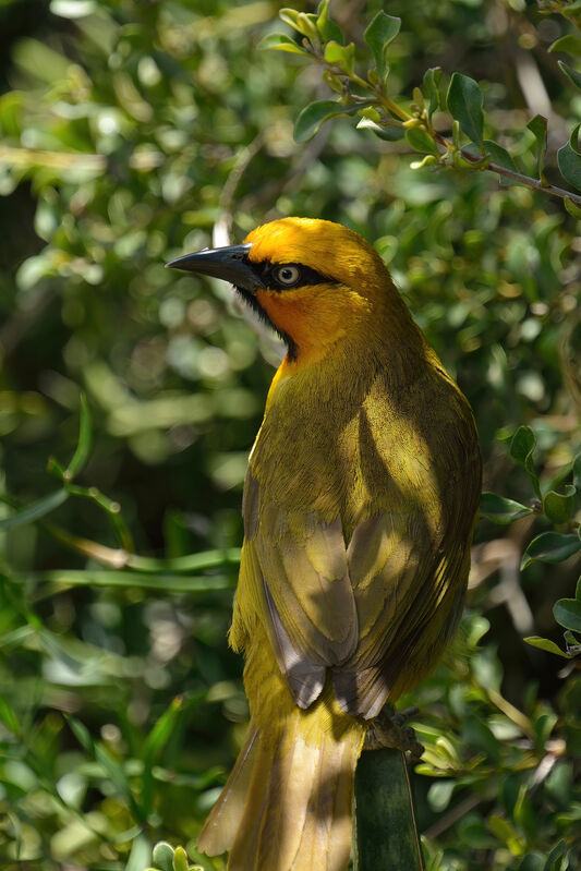 Spectacled Weaver male adult