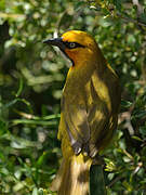 Spectacled Weaver