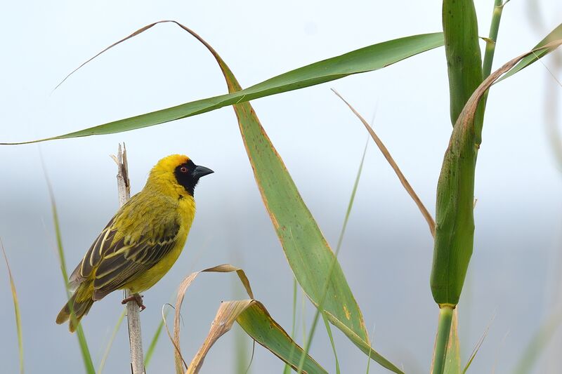 Southern Masked Weaver male adult breeding
