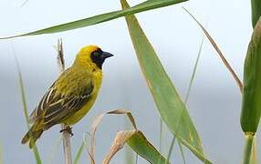 Southern Masked Weaver