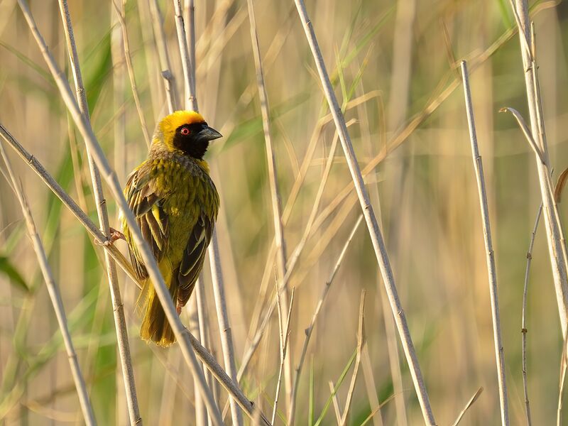 Southern Masked Weaver male adult breeding
