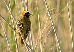 Southern Masked Weaver