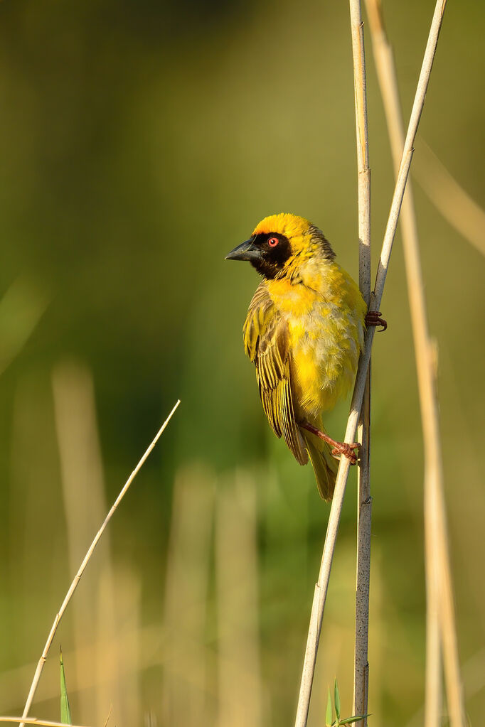 Southern Masked Weaver male adult breeding