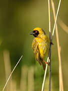 Southern Masked Weaver