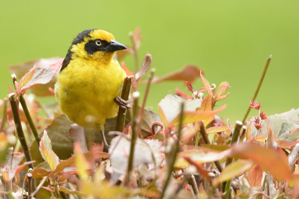 Baglafecht Weaver male adult