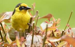 Baglafecht Weaver