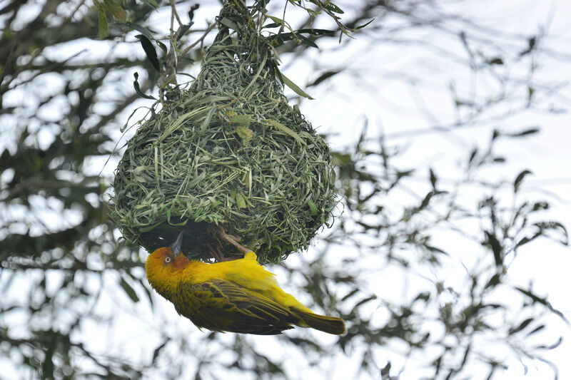 Cape Weaver male adult breeding, Reproduction-nesting