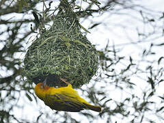 Cape Weaver