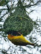 Cape Weaver