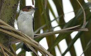 Black-crowned Tityra